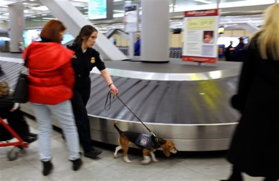Izzy, an agricultural detector beagle, puts her nose into action while searching for foods and plants brought in by travelers moving through John F. Kennedy International.